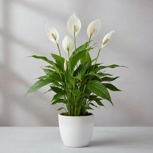 Serenity Peace Lily